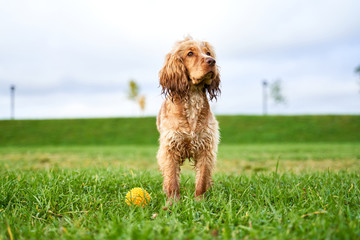 Fototapeta premium Curly red English Cocker Spaniel walks in meadow on background of green grass and blue sky, at feet is toy. Close-up portrait of dogs muzzle. Walking pet in autumn. Horizontal shot of animal