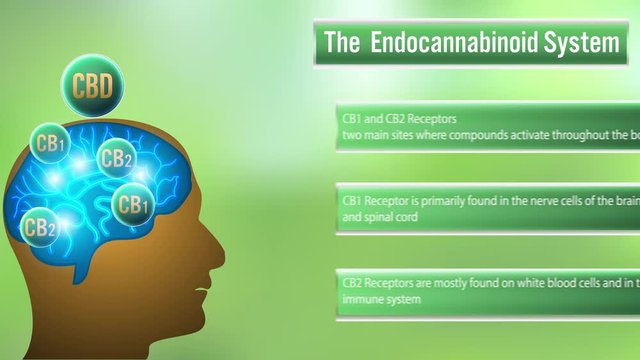 The Human body endocannabinoid system,cb1,cb2 receptors.video animation on  green Background.