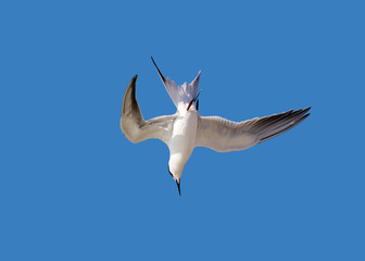 Sandwich Tern hovering and diving for a fish in the Gulf of Mexico at St. Pete Beach, Florida.
