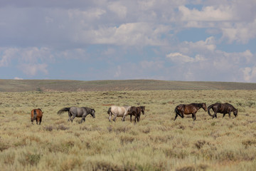 Fototapeta na wymiar Sand Wash Basin Colorado Wild Horses in Summer
