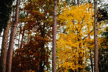 Fototapeta premium Fall Tree With Yellow Leaves