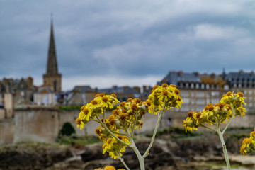 Wildflowers Jacobaea vulgaris in front of citywalls of Saint Malo