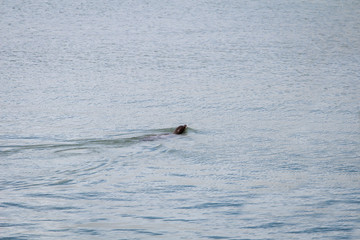 ein Seehund, Robbe schwimmt im Hafenbecken