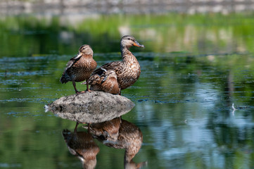 Female Mallard ducks resting on the shores of a river