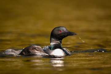 Juvenile Common Loon snuggled on his parent