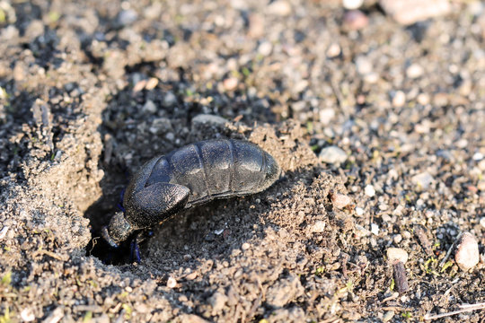 ein schwarz blauer &radic;&ntilde;lk&radic;&sect;fer, Maik&radic;&sect;fer oder Blasenk&radic;&sect;fer, Meloidae, auf dem Sand
