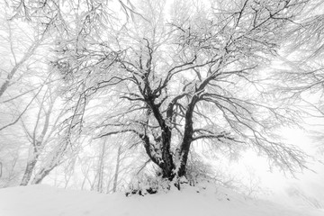 Ancient  forests of Sasso simone and simoncello  park is covered with 