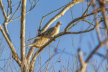 two doves perched together on tree branch against blue sky