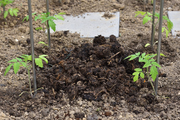 Young tomato sprouts and a heap of fertilizer with manure, closeup