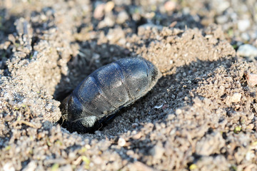 ein schwarz blauer Ölkäfer, Maikäfer oder Blasenkäfer, Meloidae, auf dem Sand