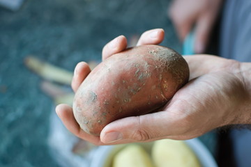 closeup of a hand holding a raw potato