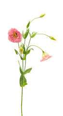 eustoma flowers isolated