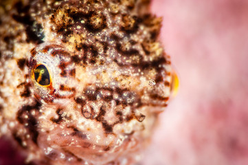 Close up of the head of a small Atlantic Spiny Lumpsucker