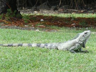 iguane dans l'herbe
