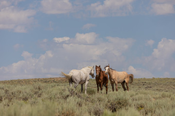 Fototapeta premium Sand Wash Basin Colorado Wild Horses in Summer