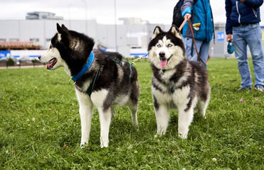 Two friends of dog on leash stand on the green grass with clover. A husky with blue eyes and protruding tongue. Close-up portrait of dogs muzzle. Walking pet in autumn. Horizontal shot of animal