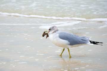 Ring-billed Gull ( Larus delawarensis) walking on St. Pete Beach after catching a seahorse (Hippocampus).