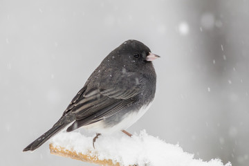 Dark-eyed Junco, Junco hyemalis, a cute dark gray and white bird, perched during snowstorm