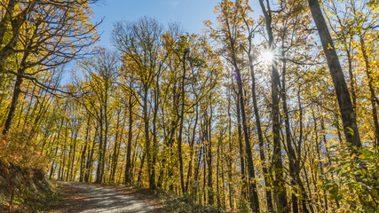 Path in beautiful autumn forest. Krasnaya Polyana, Sochi, Russia.