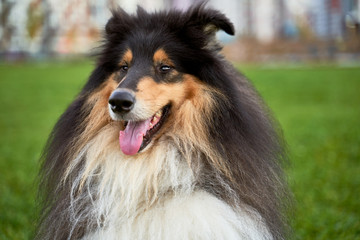 Beautiful portrait of a long-haired collie with red and black color. Beady black eyes, tongue sticking out. Close-up portrait of dogs muzzle. Walking pet in autumn. Horizontal shot of animal