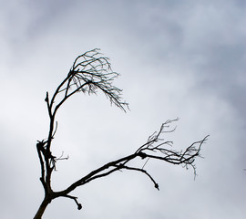 silhouette of dead tree against cloudy background