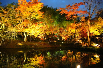 日本の古都　京都の高台寺のライトアップ