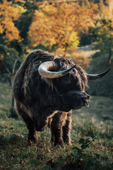 Portait of Scottish buffalo, highlander in autumn season