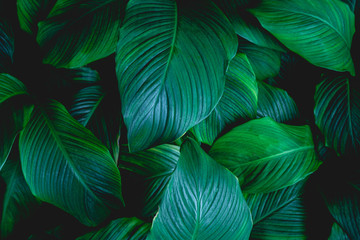 leaves of Spathiphyllum cannifolium, abstract green texture, nature background, tropical leaf