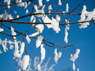 Frozen snow like cotton balls