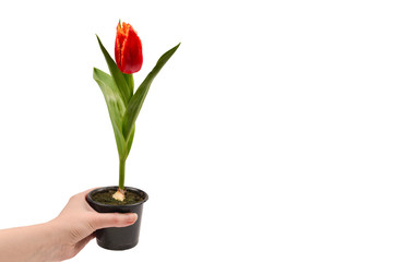 Tulip in a pot in woman hands isolated on white.