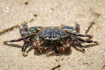 eine kleine Krabbe am Strand am pazifischen Ozean