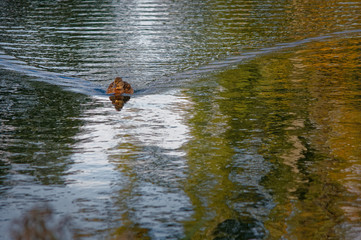 Duck floats on the pond