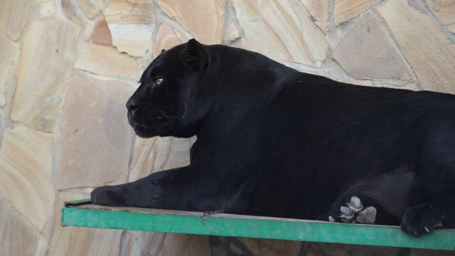 A Panther roars in a cage in the zoo.Crimea.Taigan.