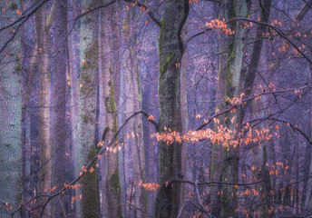 Letzte Bl&auml;tter an den B&auml;umen 