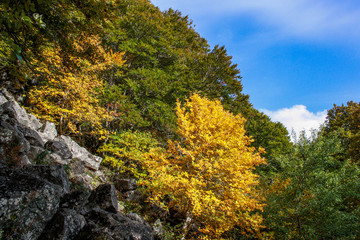 Contraste automnal autour du lacPavin, Auvergne, France