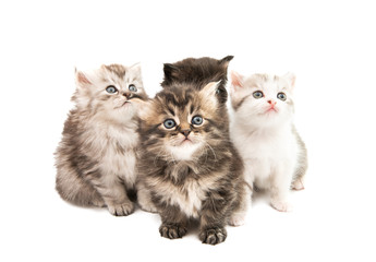 fluffy little kittens isolated