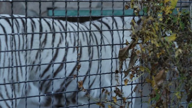 A white tiger walks around a cage in the zoo. Taigan.Crimea