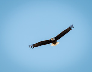 Bald Eagle in Flight