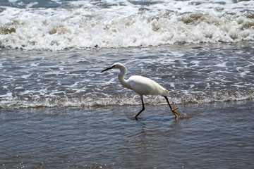 Portrait eines Ibis, Studie eines weißen Ibis in freier Natur