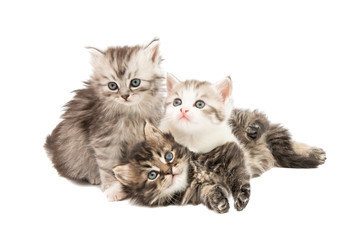 fluffy little kittens isolated © ksena32