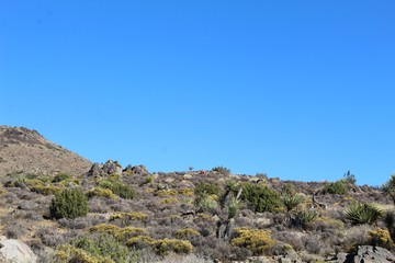 Fototapeta na wymiar Near the Lost Horse Mine exhibit of Joshua Tree National Park, native plants of the Southern Mojave Desert beautifully dominate the landscape.