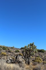 Fototapeta na wymiar Near the Lost Horse Mine exhibit of Joshua Tree National Park, native plants of the Southern Mojave Desert beautifully dominate the landscape.