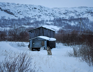 northern dogs on the edge of the earth are still people's best friends