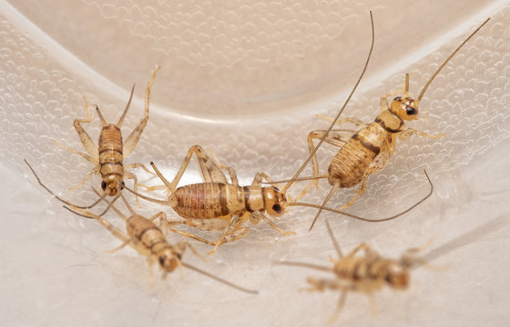 Banded House Crickets,  Gryllodes Sigillatus, That Are Used As Pet Food For Reptiles, Birds, Amphibians, And Insectivorous Arthropods