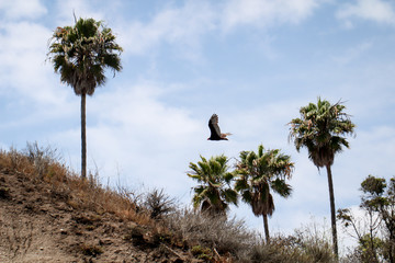 ein Adler fliegt an der Küste am Pazifik