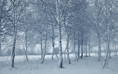 Fototapeta na wymiar Winter trees landscape