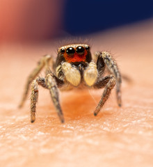 Adorable and very tiny male Habronattus coecatus jumping spider;  with his bright red clypeus