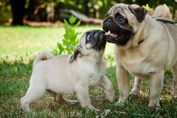 Pugs father and son for a walk in the park