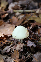 Pilz, Pilze bevölkern den Wald und erfüllen ihn mit Leben