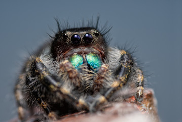 Immature Phidippus audax, Bold jumping spider, with his iridescent blue-green chelicerae, resting on top of a fence post with blue sky background